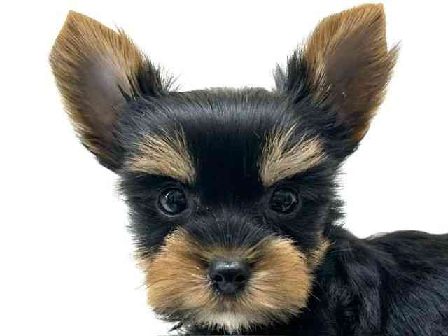 兵庫県のヨークシャーテリア (ひごペットフレンドリーブルメールHAT神戸店/2025年10月14日生まれ/男の子/スチールブルータン)の子犬