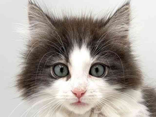 奈良県のノルウェージャンフォレストキャット (ひごペットフレンドリー田原本店/2025年10月14日生まれ/男の子/ブルータビーホワイト)の子猫の1枚目の画像