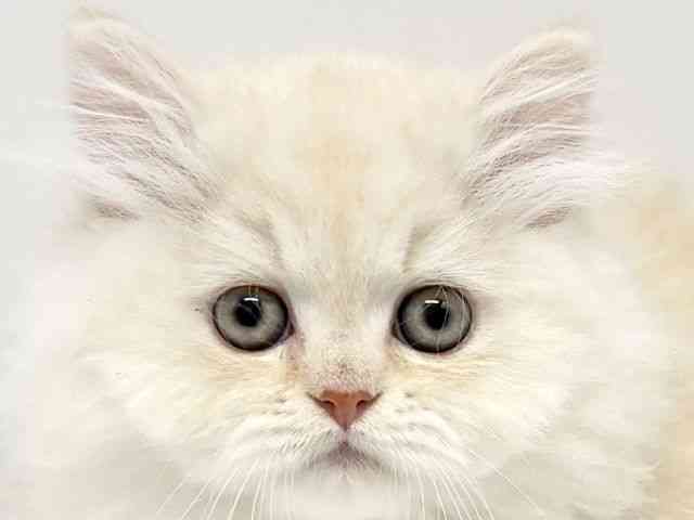 大阪府のエキゾチック (ひごペットフレンドリーイオンタウン豊中庄内店/2025年10月12日生まれ/男の子/レッドタビー)の子猫の1枚目の画像