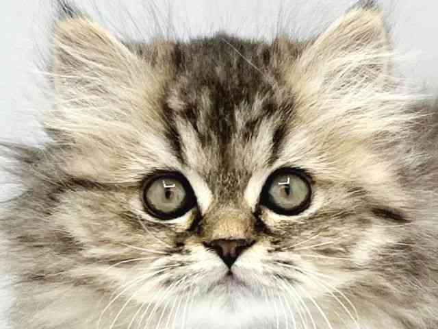 大阪府のエキゾチック (ひごペットフレンドリーイトーヨーカドー津久野店/2025年10月12日生まれ/女の子/ブラウンパッチドタビー)の子猫の1枚目の画像