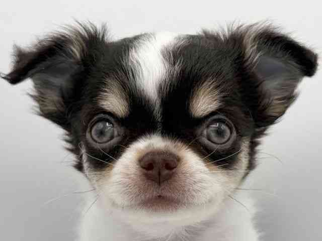 大阪府のチワワ(ロング) (ひごペットフレンドリーららぽーとEXPOCITY店/2025年10月12日生まれ/女の子/ホワイトチョコレートタン)の子犬の1枚目の画像