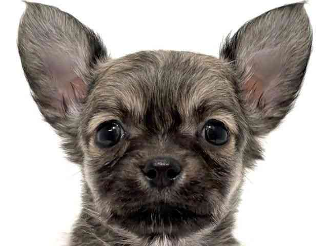 大阪府のチワワ(ロング) (ひごペットフレンドリーイオン高槻店/2025年10月15日生まれ/女の子/フォーン)の子犬の1枚目の画像