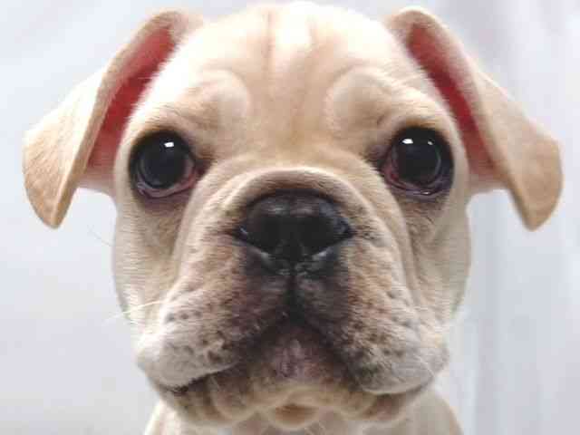 大阪府のフレンチブルドッグ (ひごペットフレンドリー堺プラットプラット店/2025年10月12日生まれ/男の子/クリーム)の子犬の1枚目の画像