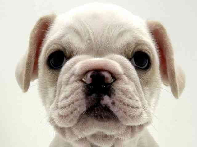 奈良県のフレンチブルドッグ (ひごペットフレンドリーイオンモール橿原ウエスト・ビレッジ店/2025年10月12日生まれ/女の子/クリーム)の子犬の1枚目の画像