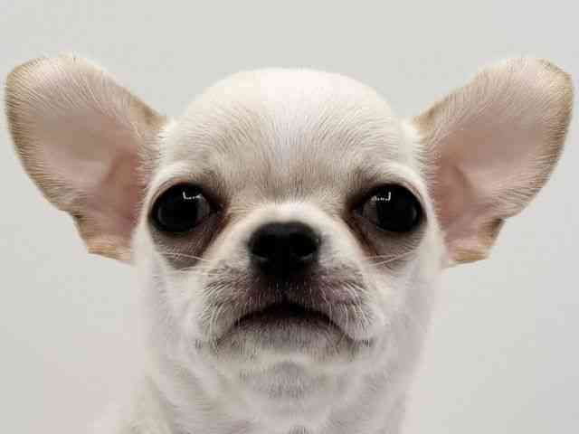 大阪府のチワワ(スムース) (ひごペットフレンドリーみのおキューズモール店/2025年10月13日生まれ/男の子/クリーム)の子犬の1枚目の画像