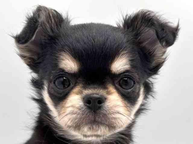 奈良県のチワワ(ロング) (ひごペットフレンドリー田原本店/2025年10月14日生まれ/女の子/ブラックタン)の子犬の1枚目の画像