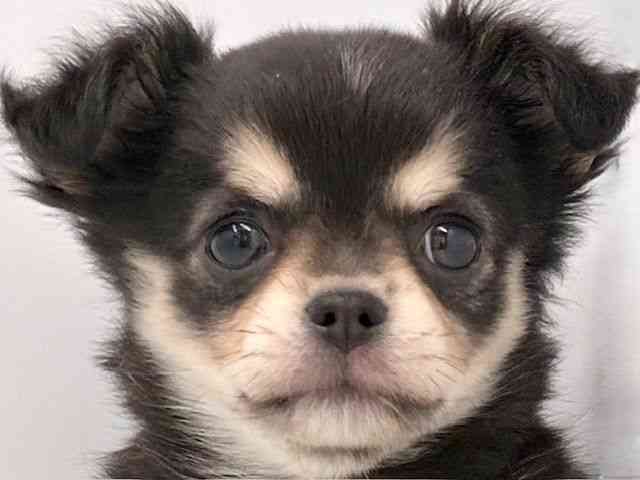 大阪府のチワワ(ロング) (ひごペットフレンドリー東淀川店/2025年10月14日生まれ/女の子/ブラックタン)の子犬の1枚目の画像