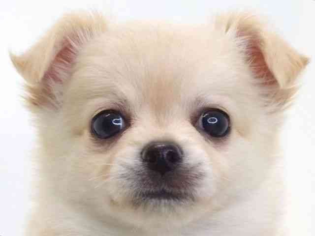 大阪府のチワワ(ロング) (ひごペットフレンドリーいこらもーる泉佐野店/2025年10月14日生まれ/男の子/クリーム)の子犬の1枚目の画像