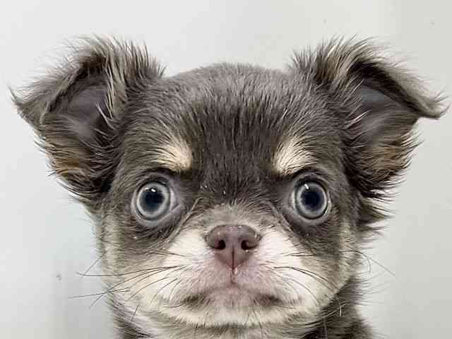 奈良県のチワワ(ロング) (ひごペットフレンドリーイオンモール橿原ウエスト・ビレッジ店/2025年10月12日生まれ/男の子/イザベラタン)の子犬の1枚目の画像