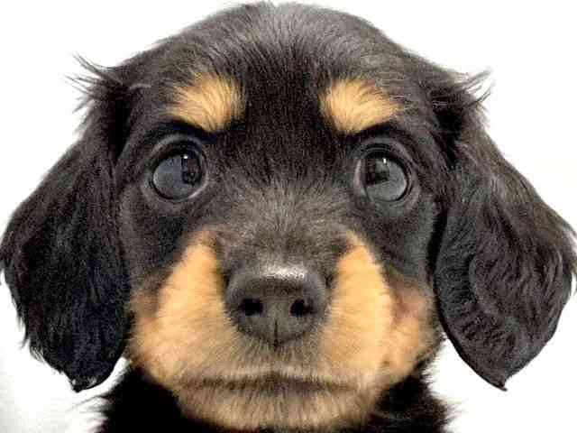 大阪府のミニチュアダックスフンド(ロング) (ひごペットフレンドリー東淀川店/2025年10月15日生まれ/女の子/ブラックタン)の子犬の1枚目の画像