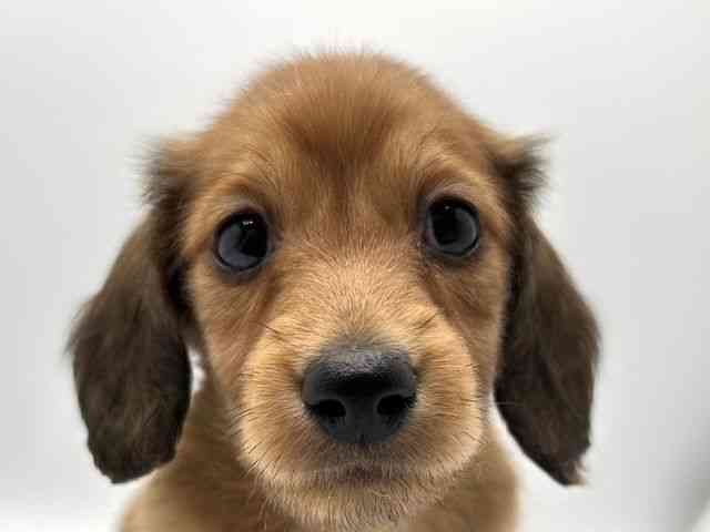 奈良県のミニチュアダックスフンド(ロング) (ひごペットフレンドリー田原本店/2025年10月15日生まれ/男の子/レッド)の子犬の1枚目の画像