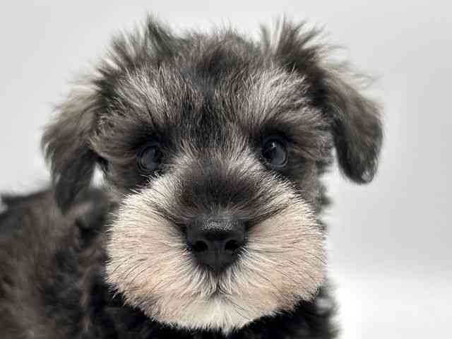 奈良県のミニチュアシュナウザー (ひごペットフレンドリー田原本店/2025年10月15日生まれ/女の子/ソルトペッパー)の子犬の1枚目の画像