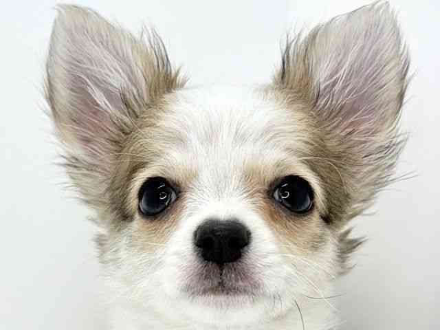 大阪府のチワワ(ロング) (ひごペットフレンドリーいこらもーる泉佐野店/2025年10月15日生まれ/女の子/ホワイトレッド)の子犬の1枚目の画像