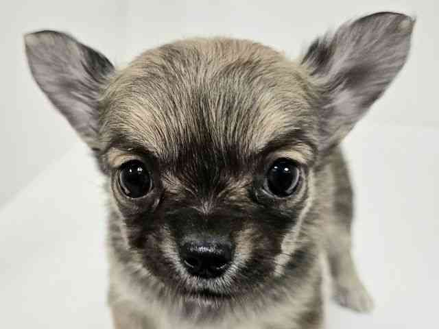 愛知県のチワワ(ロング) (ひごペットフレンドリーイトーヨーカドー知多店/2025年10月15日生まれ/女の子/フォーン)の子犬の1枚目の画像