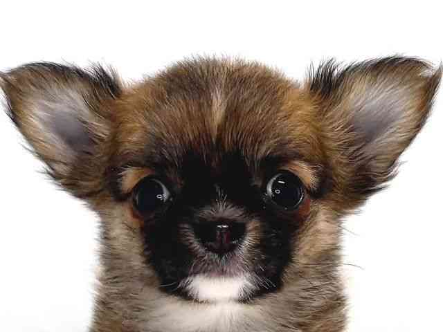 奈良県のチワワ(ロング) (ひごペットフレンドリー奈良パワーシティ店/2025年10月15日生まれ/女の子/レッド)の子犬の1枚目の画像