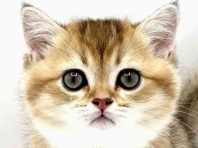 兵庫県のブリティッシュショートヘアー (ひごペットフレンドリークラウンパーク伊丹店/2025年10月11日生まれ/男の子/ブラックゴールデンシェーデット)の子猫の1枚目の画像