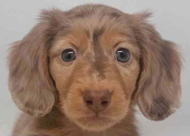 鳥取県のミニチュアダックスフンド(ロング) (ひごペットフレンドリーイオンモール鳥取北店/2025年10月13日生まれ/女の子/ブラウンダップル)の子犬の1枚目の画像