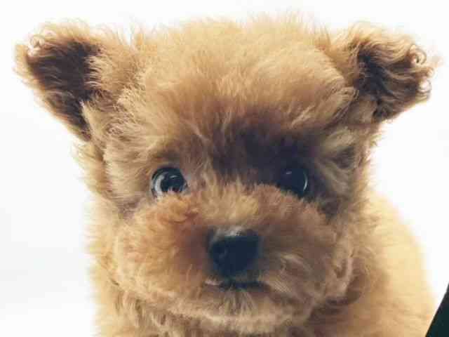 兵庫県のトイプードル(トイ) (ひごペットフレンドリーコロワ甲子園店/2025年10月8日生まれ/女の子/レッドフォーン)の子犬の1枚目の画像