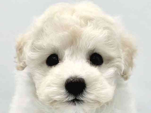 大阪府のトイプードル(トイ) (ひごペットフレンドリーイトーヨーカドー津久野店/2025年10月16日生まれ/男の子/ホワイト)の子犬の1枚目の画像
