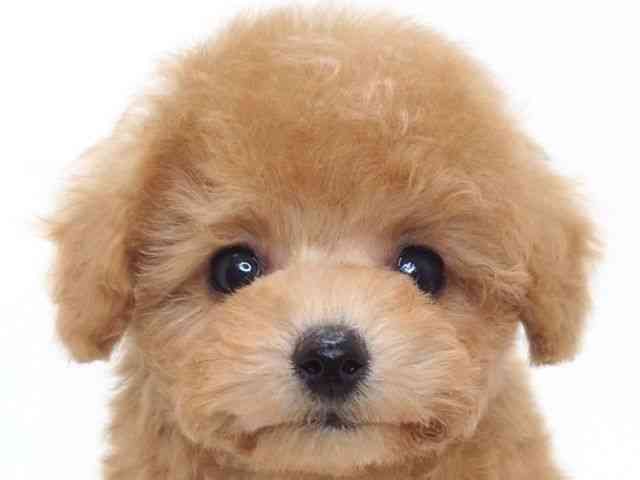 大阪府のトイプードル(トイ) (ひごペットフレンドリーいこらもーる泉佐野店/2025年10月15日生まれ/男の子/オレンジフォーン)の子犬の1枚目の画像