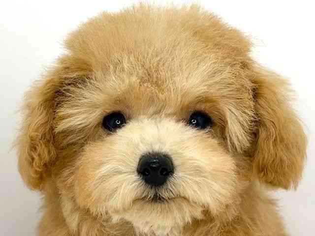 大阪府のトイプードル(トイ) (ひごペットフレンドリーいこらもーる泉佐野店/2025年10月15日生まれ/男の子/オレンジフォーン)の子犬の1枚目の画像