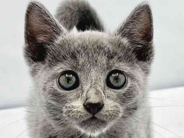 大阪府のロシアンブルー (ひごペットフレンドリーイトーヨーカドー津久野店/2025年10月15日生まれ/男の子/ブルー)の子猫の1枚目の画像