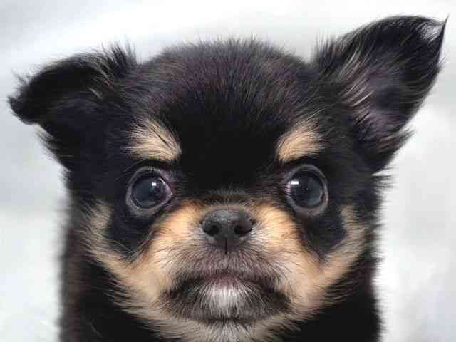 大阪府のチワワ(ロング) (ひごペットフレンドリー堺プラットプラット店/2025年10月15日生まれ/男の子/ブラッククリーム)の子犬の1枚目の画像