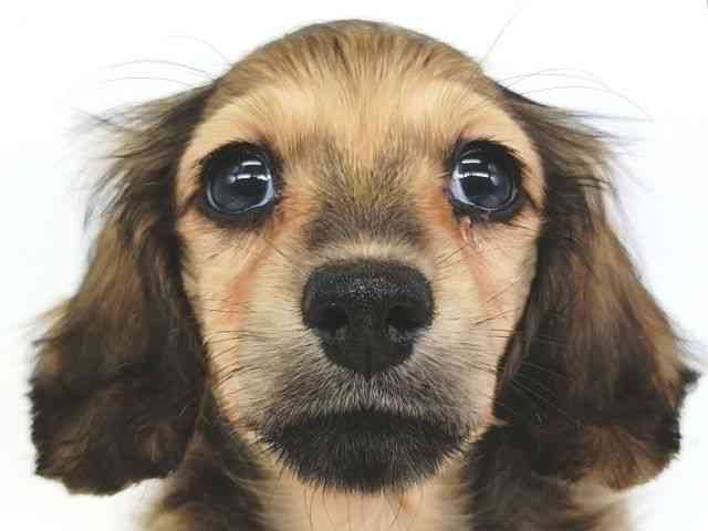 大阪府のミニチュアダックスフンド(ロング) (ひごペットフレンドリー泉ヶ丘店/2025年10月10日生まれ/女の子/シェーデットイエロー)の子犬の1枚目の画像