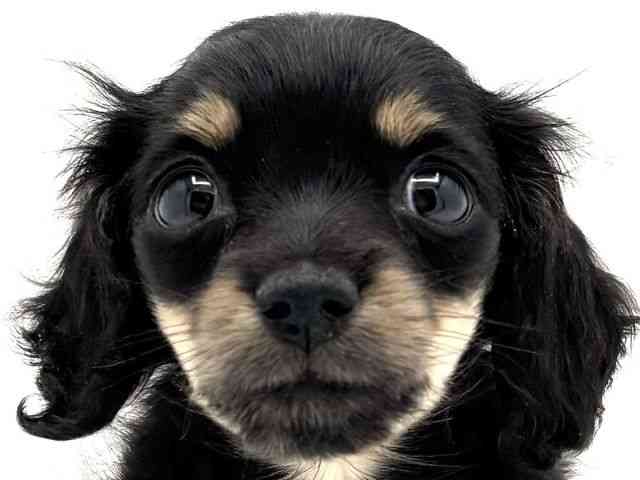 兵庫県のミニチュアダックスフンド(ロング) (ひごペットフレンドリークラウンパーク伊丹店/2025年10月10日生まれ/男の子/ブラックイエロー)の子犬の1枚目の画像