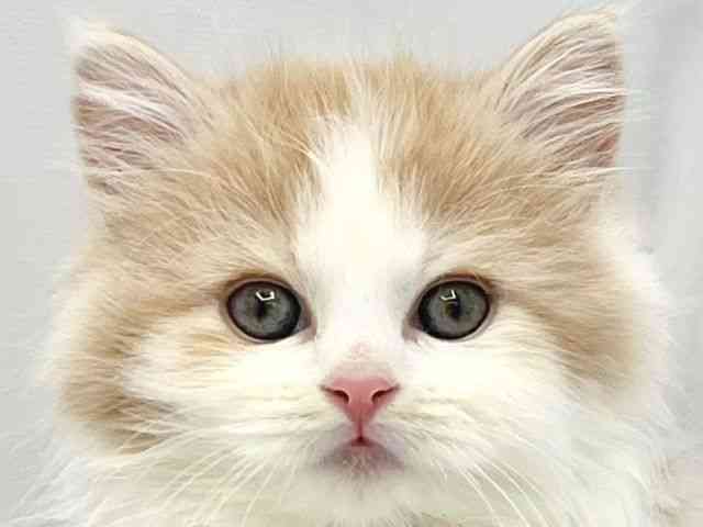 大阪府のスコティッシュフォールド (ひごペットフレンドリーイトーヨーカドー津久野店/2025年10月15日生まれ/女の子/レッドタビーホワイト)の子猫の1枚目の画像