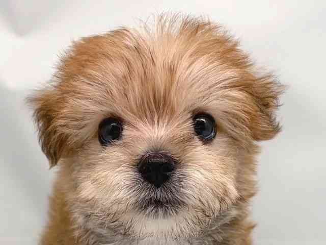 京都府のマルキー/マルヨーキー(マルチーズ×ヨークシャーテリア) (ひごペットフレンドリー洛北阪急スクエア店/2025年10月15日生まれ/男の子/パーティーカラー)の子犬の1枚目の画像