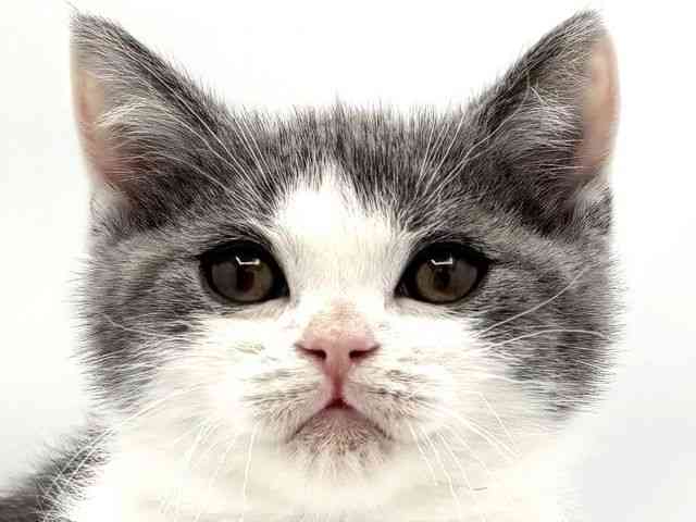 兵庫県のブリティッシュショートヘアー (ひごペットフレンドリークラウンパーク伊丹店/2025年10月15日生まれ/男の子/ブルーホワイト)の子猫の1枚目の画像