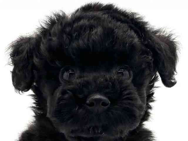 兵庫県のトイプードル(トイ) (ひごペットフレンドリークラウンパーク伊丹店/2025年10月15日生まれ/女の子/ブラック)の子犬の1枚目の画像