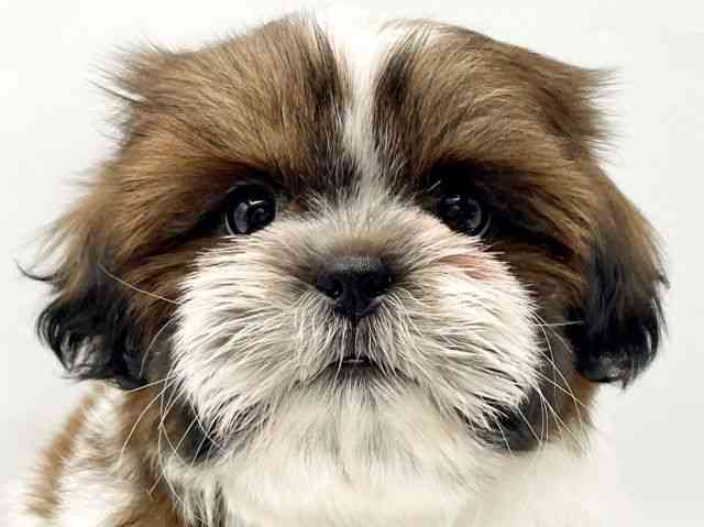 奈良県のシーズー (ひごペットフレンドリートナリエ大和高田店/2025年10月15日生まれ/男の子/ゴールドホワイト)の子犬の1枚目の画像