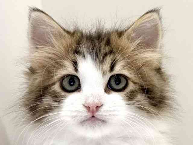 兵庫県のラガマフィン (ひごペットフレンドリーイトーヨーカドー明石店/2025年10月10日生まれ/男の子/ブラウンマッカレルタビーホワイト)の子猫の1枚目の画像