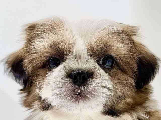 奈良県のシーズー (ひごペットフレンドリーイオンモール橿原ウエスト・ビレッジ店/2025年10月10日生まれ/男の子/ゴールドホワイト)の子犬の1枚目の画像