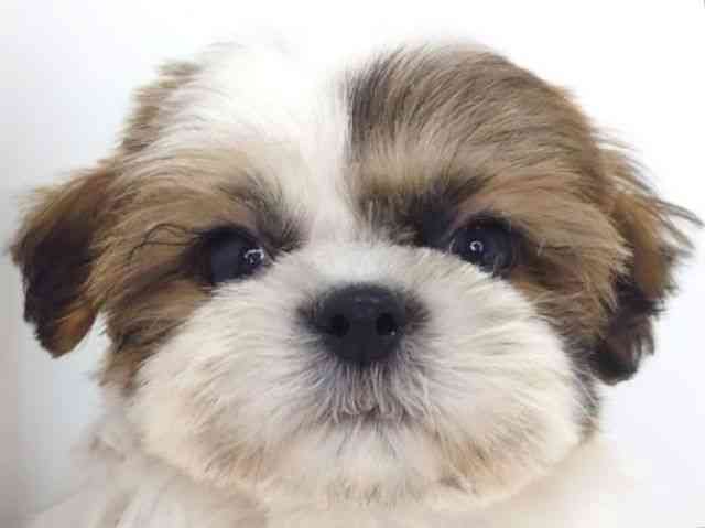 大阪府のシーズー (ひごペットフレンドリーいこらもーる泉佐野店/2025年10月10日生まれ/男の子/ゴールドホワイト)の子犬