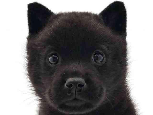 兵庫県の甲斐犬 (ひごペットフレンドリークラウンパーク伊丹店/2025年10月16日生まれ/女の子/黒虎)の子犬の1枚目の画像