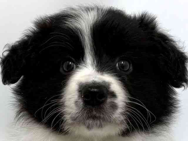 大阪府のボーダーコリー (ひごペットフレンドリーベルファⅡ都島店/2025年10月19日生まれ/女の子/ブラックホワイト)の子犬の1枚目の画像