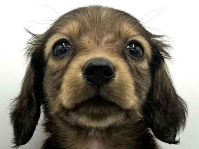 大阪府のカニンヘンダックスフンド(ロング) (ひごペットフレンドリーららぽーとEXPOCITY店/2025年10月19日生まれ/女の子/レッド)の子犬の1枚目の画像