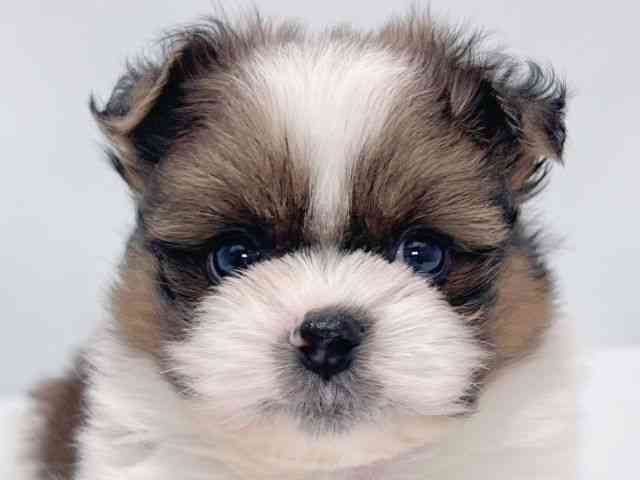 大阪府のポメズー/ポメシーズ(ポメラニアン×シーズー) (ひごペットフレンドリーイズミヤショッピングセンター千里丘店/2025年10月18日生まれ/男の子/ゴールドホワイト)の子犬の1枚目の画像