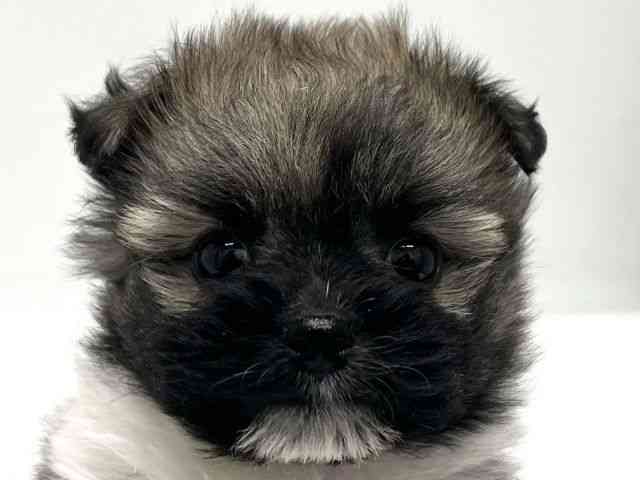 京都府のポメズー/ポメシーズ(ポメラニアン×シーズー) (ひごペットフレンドリー京都店/2025年10月18日生まれ/女の子/ゴールドホワイト)の子犬の1枚目の画像