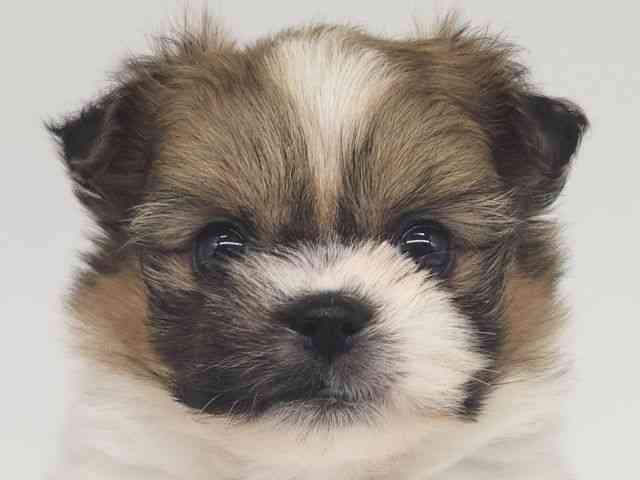 大阪府のポメズー/ポメシーズ(ポメラニアン×シーズー) (ひごペットフレンドリー泉ヶ丘店/2025年10月18日生まれ/女の子/ゴールドホワイト)の子犬の1枚目の画像