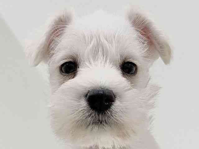 奈良県のミニチュアシュナウザー (ひごペットフレンドリーイオンモール橿原ウエスト・ビレッジ店/2025年10月15日生まれ/男の子/ホワイト)の子犬の1枚目の画像