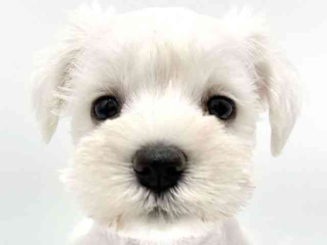 大阪府のミニチュアシュナウザー (ひごペットフレンドリーイオンタウン豊中庄内店/2025年10月15日生まれ/女の子/ホワイト)の子犬