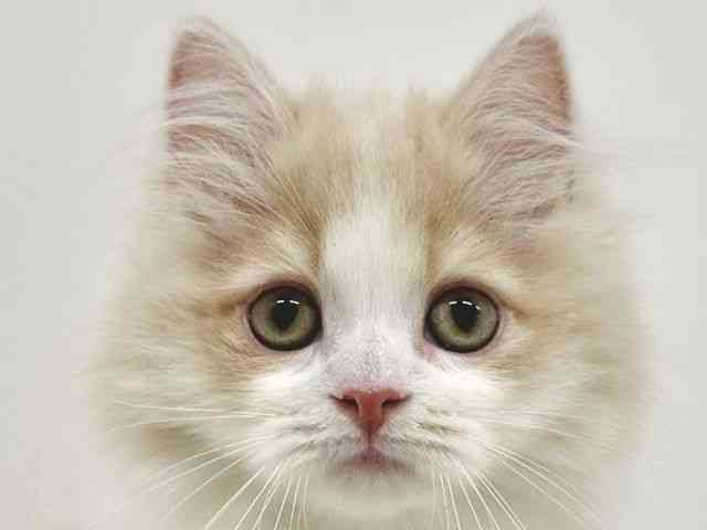 福岡県のサイベリアン (ひごペットフレンドリーリバーウォーク北九州店/2025年10月15日生まれ/男の子/クリームホワイト)の子猫