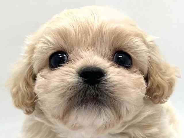 京都府のペキプー(ペキニーズ×プードル) (ひごペットフレンドリー京都店/2025年10月15日生まれ/男の子/クリーム)の子犬の1枚目の画像
