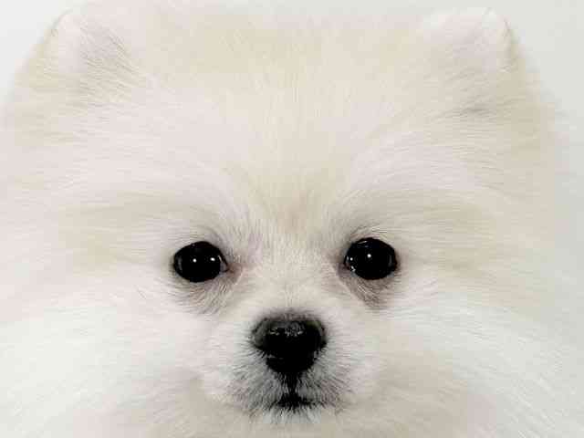 京都府のポメラニアン (ひごペットフレンドリーイズミヤショッピングセンター八幡店/2025年10月18日生まれ/女の子/クリーム)の子犬の1枚目の画像