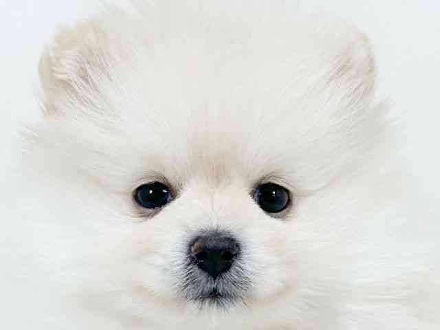 京都府のポメラニアン (ひごペットフレンドリーイズミヤショッピングセンター八幡店/2025年10月18日生まれ/女の子/クリーム)の子犬の1枚目の画像