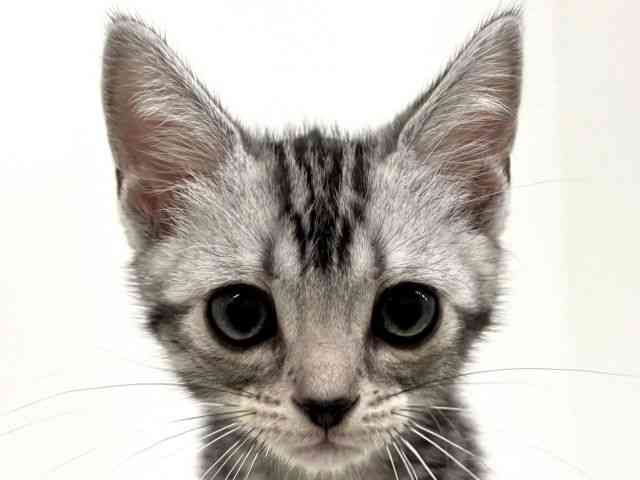 福岡県のアメリカンショートヘアー (ひごペットフレンドリーリバーウォーク北九州店/2025年10月17日生まれ/女の子/シルバータビー)の子猫